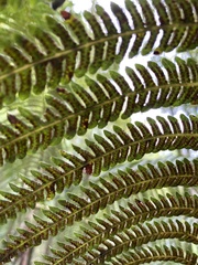 Cibotium glaucum