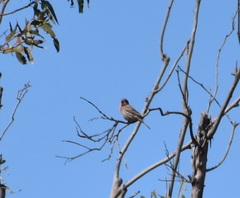 Haemorhous mexicanus