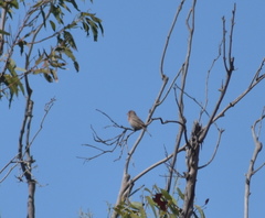 Haemorhous mexicanus