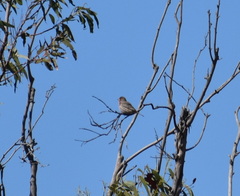 Haemorhous mexicanus