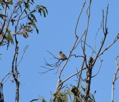 Haemorhous mexicanus
