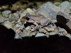 Eleutherodactylus coqui