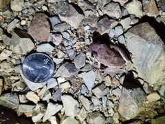 Eleutherodactylus coqui