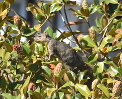 Sciurus niger