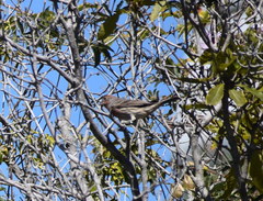 Haemorhous mexicanus