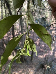 Cryptocarya meisneriana