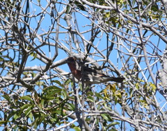 Haemorhous mexicanus