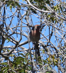 Haemorhous mexicanus