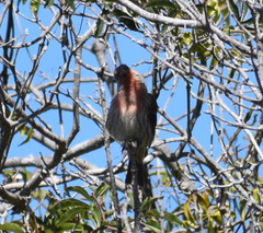 Haemorhous mexicanus