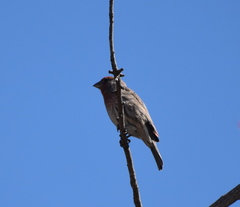 Haemorhous mexicanus