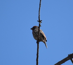 Haemorhous mexicanus