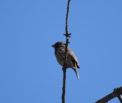 Haemorhous mexicanus