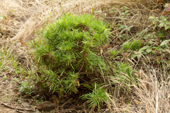 Erigeron fernandezianus