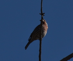 Haemorhous mexicanus