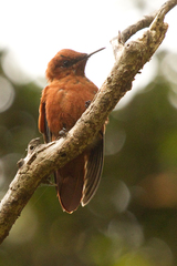 Sephanoides fernandensis