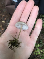 Mycena clavicularis