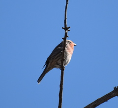 Haemorhous mexicanus