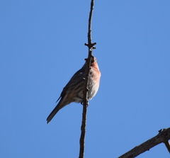 Haemorhous mexicanus