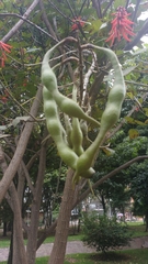Erythrina rubrinervia