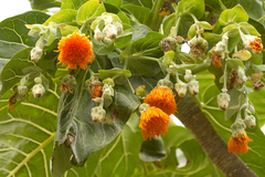 Dendroseris litoralis