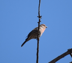 Haemorhous mexicanus