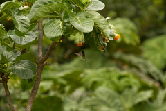 Dendroseris litoralis