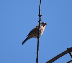 Haemorhous mexicanus