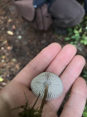 Mycena clavicularis