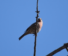 Haemorhous mexicanus