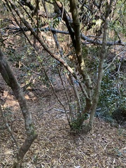 Cryptocarya meisneriana