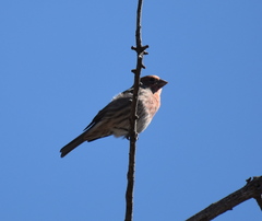 Haemorhous mexicanus