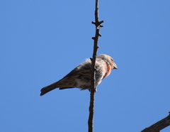 Haemorhous mexicanus