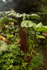 Gunnera peltata