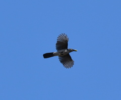 Aphelocoma californica