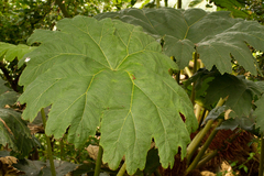 Gunnera peltata