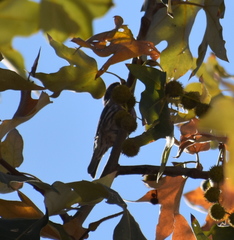 Haemorhous mexicanus