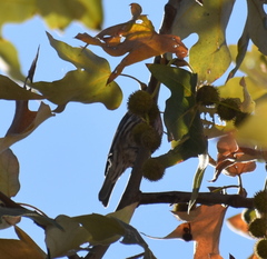 Haemorhous mexicanus