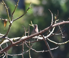 Haemorhous mexicanus