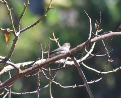 Haemorhous mexicanus