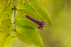 Rhaphithamnus venustus