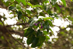 Rhaphithamnus venustus