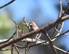 Haemorhous mexicanus
