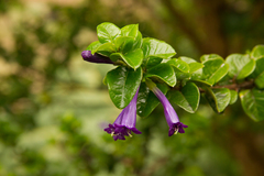 Rhaphithamnus venustus