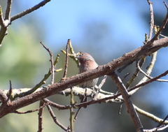 Haemorhous mexicanus