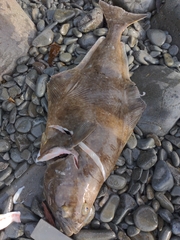 Hippoglossus stenolepis