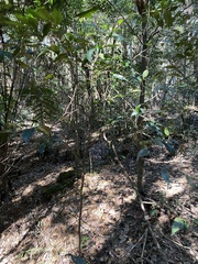 Cryptocarya meisneriana