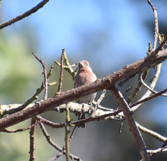 Haemorhous mexicanus