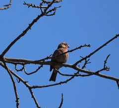 Haemorhous mexicanus