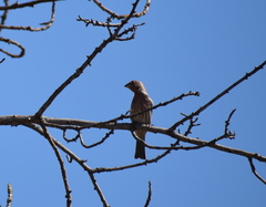 Haemorhous mexicanus