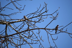 Haemorhous mexicanus